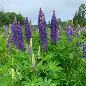 Meet your Posher, Sue